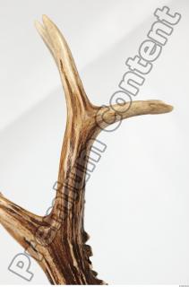 Skull Deer 0110